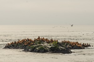 heads up sealions-7339