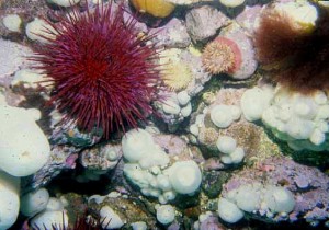 red urchin