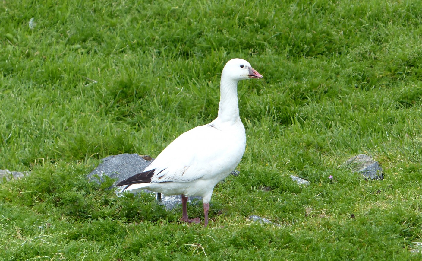 Snow Goose