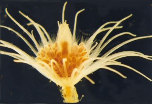 hybocodon_prolifer_hydroid