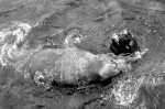 Chunk and Cheeky sparring near the jetty 