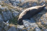 Chunk snoozing next to a gull's nest 