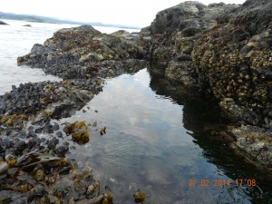 Tidepool 6 at low tide