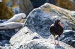 Black Oystercatcher near the jetty 