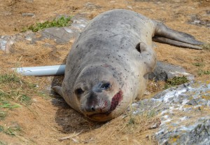 Young male elephant seal with bloody mouth 