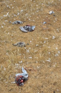 Dead gulls. Seems to be a high number this year. 