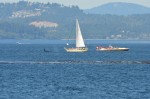 Orca dorsal fin and onlookers 