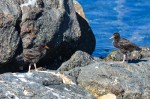 Juvenile Black Oystercatcher on the north side of the main island 