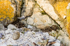 Newly hatched oystercatchers on the south side of the main island last 