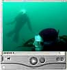 Northern Sea Lions underwater video