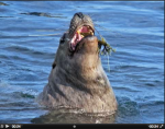 Strange behaviour of a sealion eating kelp