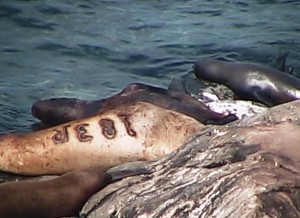 Branded Northen sea lion # 183R