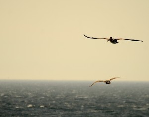 Brown Pelicans blown in by the westerly winds.
