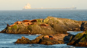 Seals and Sea LIons in the foreground, ship in the background.