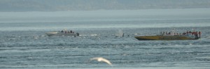 Endangered Southern Resident Killer Whales being jockeyed for position by a dozen whale watching boats.