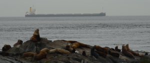 Race Rocks Ecological Reserve is located adjacent to a very busy shipping lane.