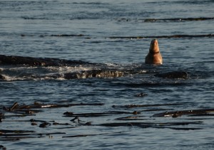 Steller's Sea Lion that is ring-necked/entangled and sits in the water at South Islands with its' head up.