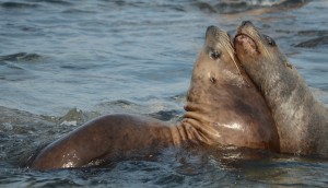 These young Steller's Sea Lions have been wrestling for hours and are taking a break here without either conceding defeat.