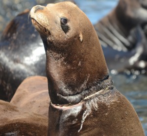 Another reason to both cut and recycle plastic straps. Three ring-necks observed today.