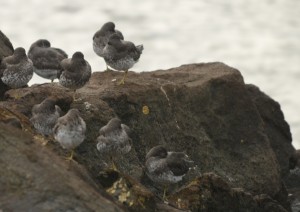 Surfbirds arrived today and rested.