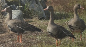Greater White-fronted Geese were resting and recovering here today.