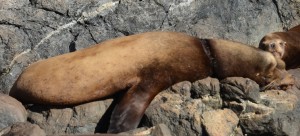 This California Sea Lion appears to be recovering from a ring-neck injury. No tags to indicate rehabilitation.