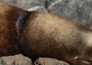 Unlike some of the ring-neck sea lions this wound appears to be clean and healing.