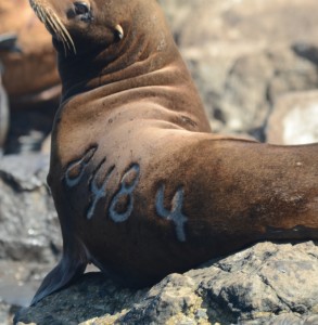 This what I am looking for when photographing branded animals. This  California Sea Lion was branded in the Channel Islands just northwest of Los Angeles. 