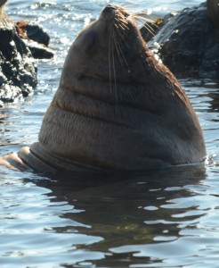 A big male Steller's Sea Lion is well fed and appears to be enjoying resting in the water.