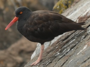 Black Oystercatchers are very jazzy birds. They have the most spartan nests imaginable. The adult pairs are quite site fidel.