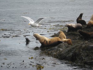 brandedsealion