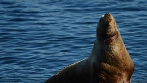 A Steller's Sea Lion ring-necked with heavy fishing line.