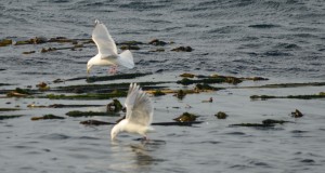 These planktivorous Thayer's Gulls are picking zooplankton out of the surface water kicked up by the tide.