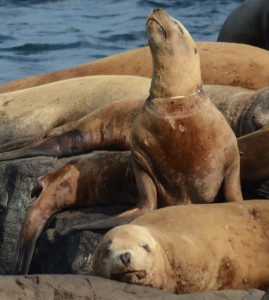 ring-neck Steller's sep18