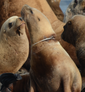 This plastic packing strap is digging into the back of this animals neck.