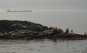 sea lions and shipping lanes