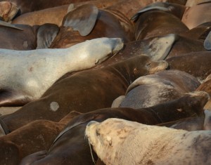 Sea lions pack into sleeping areas. This big Steller's Sea Lion caused a ruckus by walking over the Californians.