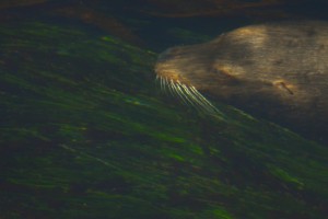 This diving California Sea Lion is cruising over gorgeous surf-grass. going with the tide inside the kelp bed.