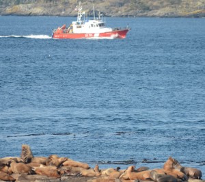 The Atlin Post passed by Race Rocks today but did not slow. Must have been in a hurry.