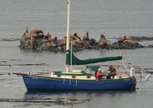 No problem cutting right through kelp beds, heading for the haul-out.