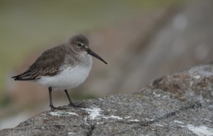 Dunlin?