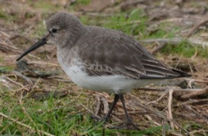 Dunlin?3