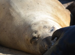 This Elephant Seal is napping with California Sea Lions on the marine railway.