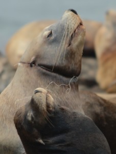 You can see the extent of the injury being caused by the plastic cutting into this animals' neck.