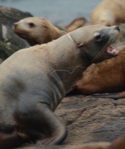 The Steller's Sea Lion would be a good candidate for disentanglement. He is robust and the strapping is not cutting into the back of his neck, yet.