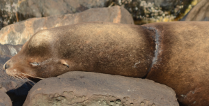 This entangled California Sea Lion has been spotted repeatedly since the end of August.