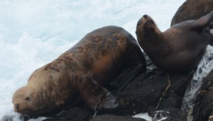 This branded Stellers Sealion was born on Marmot Island just off Kodiak Island, Alaska. He was branded as a pup, July 4, 2010.