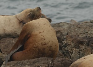 Another ring-necked Steller Sealion hanging out beside the science-house.