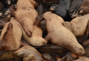 These sealions are keeping each other warm and catching up on their sleep.