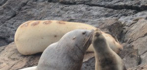 The Steller Sealion in the background Euju 299Y was I believe, tagged on St. George Island in the Bering Sea. The Y refers to that location which is close to 5,000 kilometers away from Race Rocks. Looking for confirmation of this amazing voyage.